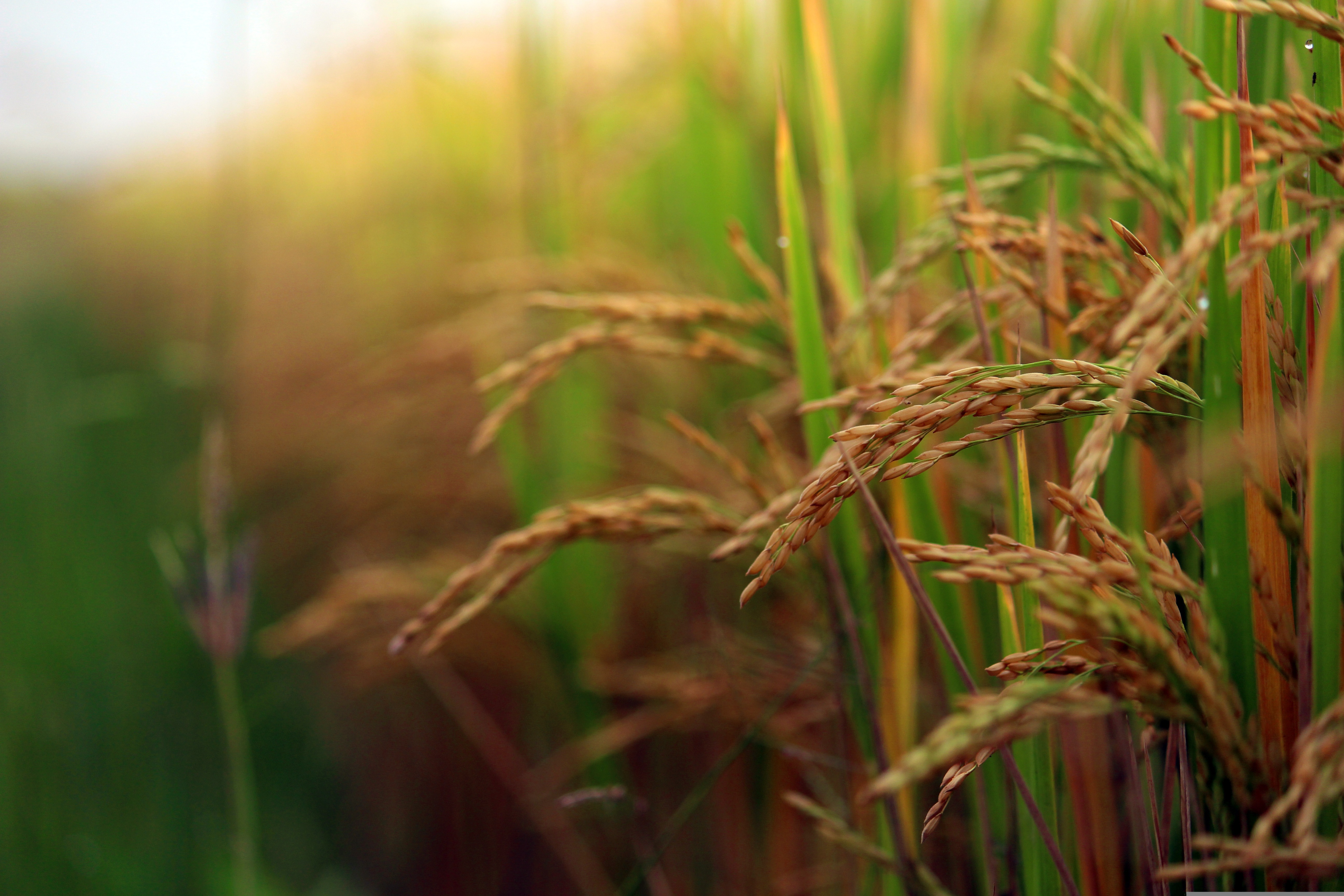 Palay in the field