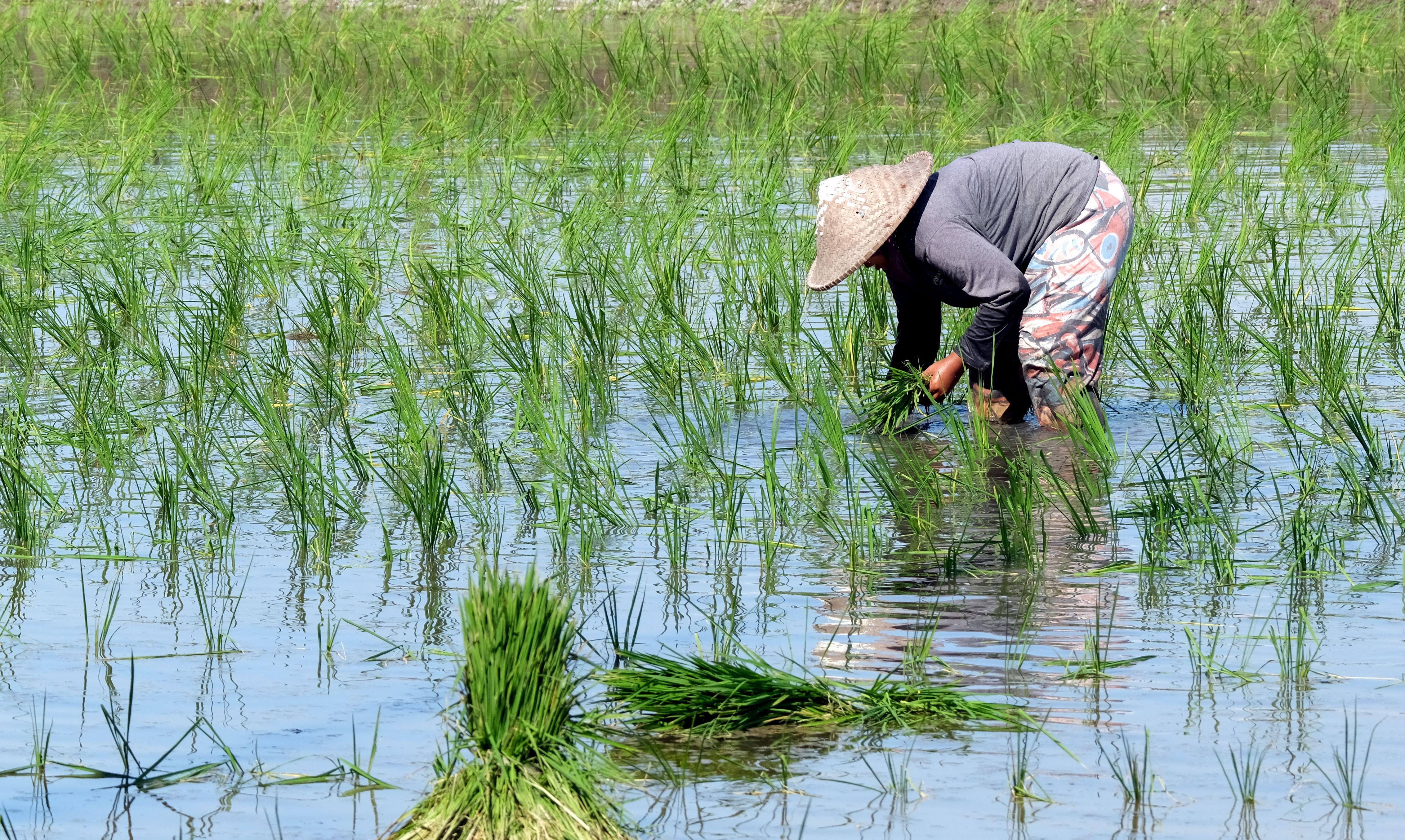 A farmer sowing in a paddy field