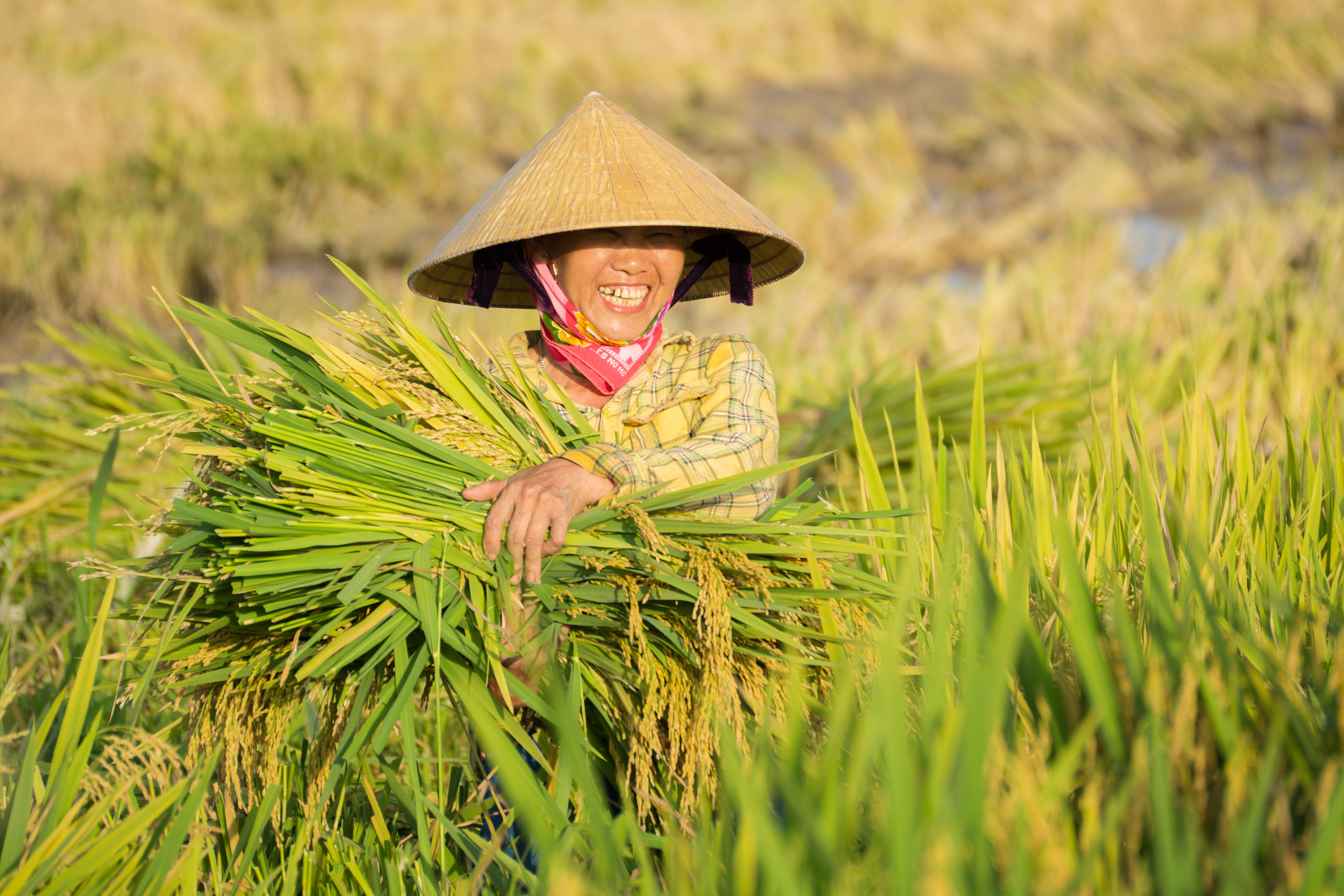 A smiling farmer holding paddy rice