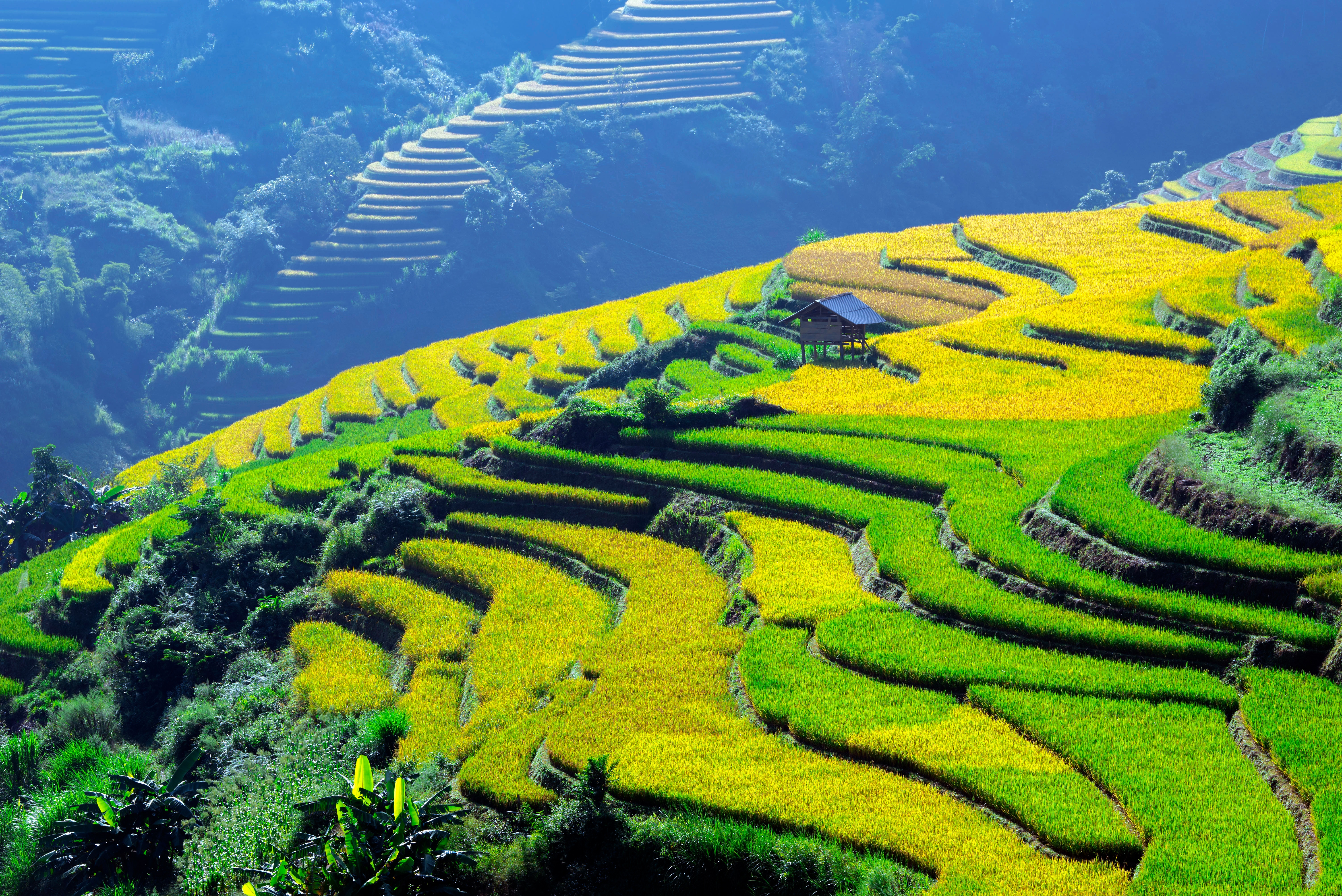 A paddy field landscape